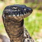 CRUISE SHIP Wildlife Tour - Who Will Love This Tour?