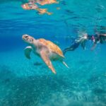 Curaçao Full-Day Tour: Hato Caves, Turtles, Kenepa & Flamingos - Practicalities & What to Expect