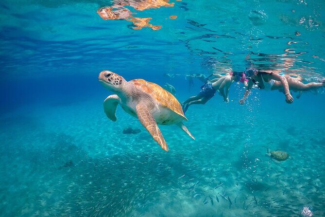 Curaçao Full-Day Tour: Hato Caves, Turtles, Kenepa & Flamingos - Practicalities & What to Expect