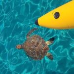 Curaçao: Waterbike Experience & Swim with Turtles Adventure - Authentic Experiences: What Travelers Say