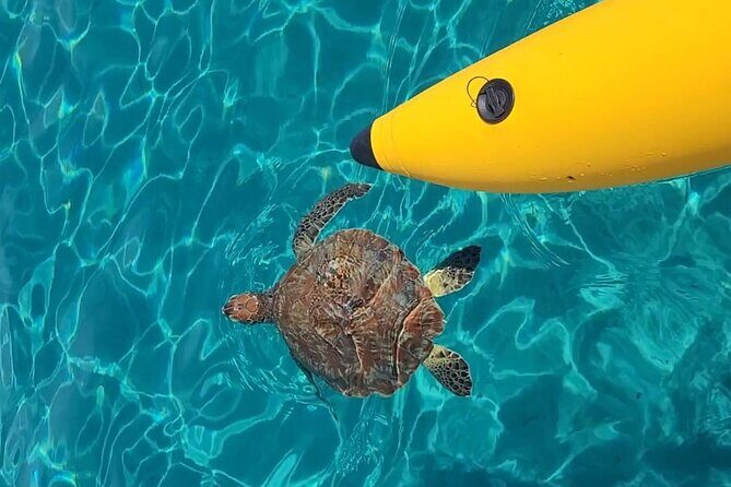 Curaçao: Waterbike Experience & Swim with Turtles Adventure - Authentic Experiences: What Travelers Say