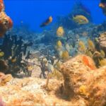 Customize Snorkeling with Option shopping Lunch & Stop local food - The Experience at the Reef