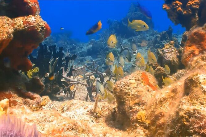 Customize Snorkeling with Option shopping Lunch & Stop local food - The Experience at the Reef