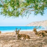 Customized 12 Days Indonesia Family Tour from Jakarta - FAQ