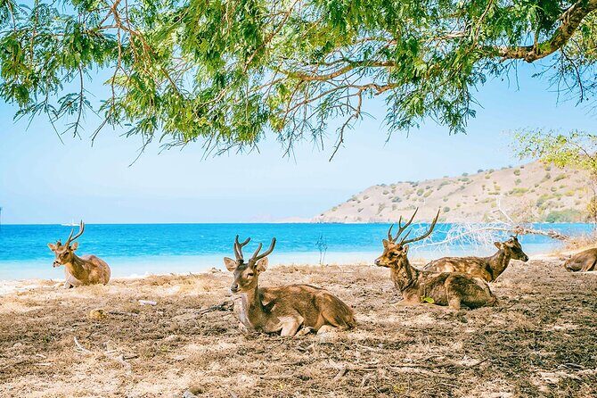 Customized 12 Days Indonesia Family Tour from Jakarta - FAQ  