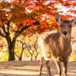 Cute Deer Tour: A One-Day Highlights Tour of Kyoto and Nara - What Makes This Tour a Great Value?