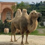 Da Lat Adventure: Full-Day Tour of New Attractions in 2025 - What Makes This Tour Stand Out?