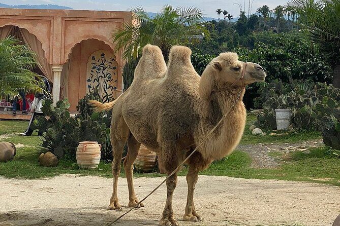 Da Lat Adventure: Full-Day Tour of New Attractions in 2025 - What Makes This Tour Stand Out?