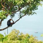 Da Nang: Golden Bridge, Lady Buddha,Marble Mt & Am Phu Cave - What to Expect from the Tour