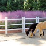 Daegu: E-World Theme Park & 83 Tower Observatory Ticket - What You Can Expect From This Experience