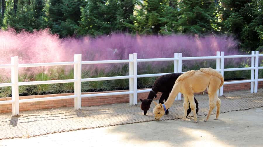 Daegu: E-World Theme Park & 83 Tower Observatory Ticket - What You Can Expect From This Experience