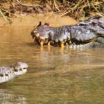 Daintree River Rainforest: Crocodile & Wildlife Cruises (DG) - What the Reviews Tell Us