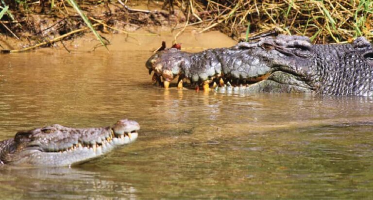 Daintree River Rainforest: Crocodile & Wildlife Cruises (DG) - What the Reviews Tell Us