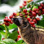 Dalat Countryside Tour - Exploring the Dalat Countryside in Detail