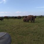 Dambulla, Sigiriya and National Park Safari Tour from Kandy - Practical Details and Value Analysis