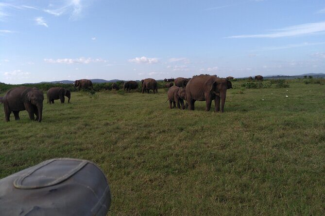 Dambulla, Sigiriya and National Park Safari Tour from Kandy - Practical Details and Value Analysis