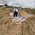 Dantewada, Sticky waterfalls, Wat banden, Paddy rice-field. - Practical Details and Value