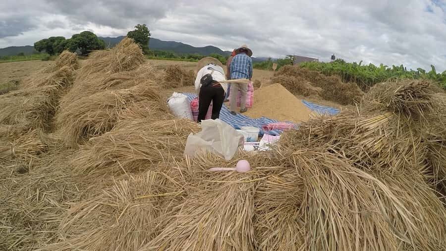 Dantewada, Sticky waterfalls, Wat banden, Paddy rice-field. - Practical Details and Value