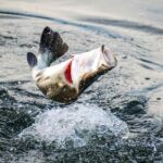 Darwin: Barramundi Fishing Experience - Final Thoughts