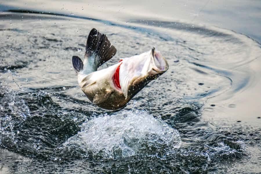Darwin: Barramundi Fishing Experience - Final Thoughts
