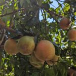 Darwin: Forage for an Outback Gourmet Feast & Sightseeing - An Overview of the Experience