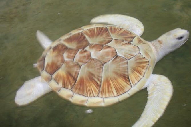 Day Excursion to Historical Galle - Why This Tour Is a Great Choice