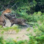 Day Excursion to Udawalawe from Colombo - What to Expect on This Udawalawe Excursion