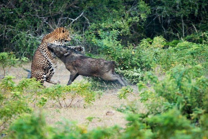 Day Excursion to Udawalawe from Colombo - What to Expect on This Udawalawe Excursion