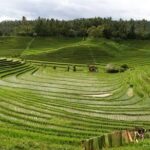 Day in Lovina - What’s Included and What to Keep in Mind