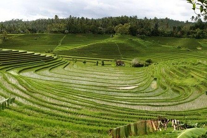 Day in Lovina - What’s Included and What to Keep in Mind