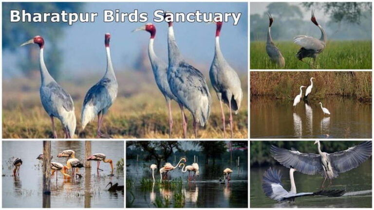 Day Tour Chand Baori, Bharatpur & Fatehpur Sikri from Jaipur - Exploring Bharatpur Bird Sanctuary: A Birdwatcher’s Paradise