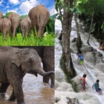 Day Tour Small Group Elephant Sanctuary and Fun Sticky Waterfall - Considerations for Potential Participants