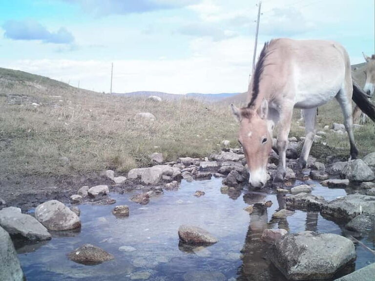 Day tour to Hustai national park - What to Expect at Hustai National Park