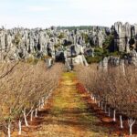 Day Tour to Kunming's Stone Forest and Jiuxiang Cave - Authentic Experiences and Unique Insights