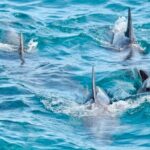 Day Tours Anna Bay and Nelson Bay Port Macquarie North Coast NSW - The Experience from Travelers’ Perspectives