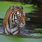 Day Trip from Jaipur to Ranthambore with Tiger Safari - What’s Included & What’s Not