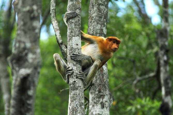 Day Trip Sepilok Orang Utan & Proboscis Monkey (Flight Excluded) - What to Expect and Practical Tips
