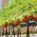 Day Trip to Cameron Highlands - Major Stops and Highlights of the Itinerary