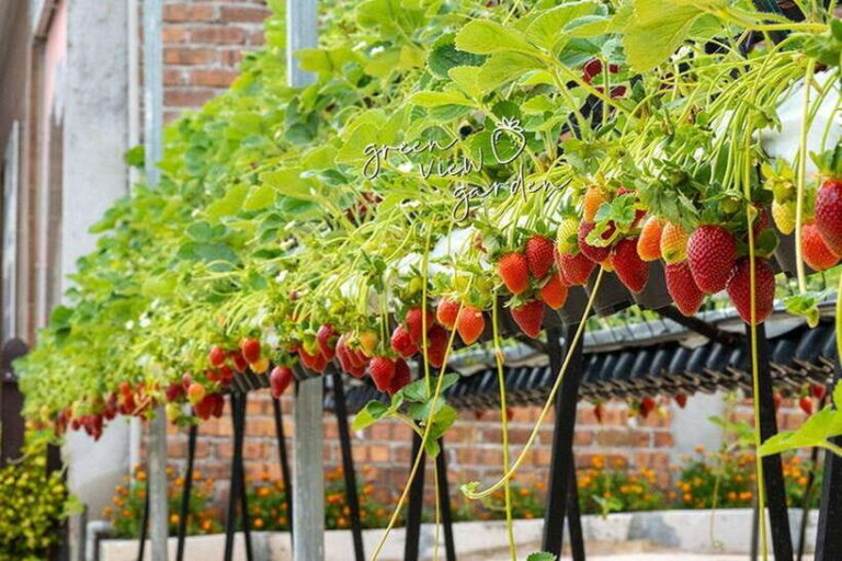 Day Trip to Cameron Highlands - Major Stops and Highlights of the Itinerary