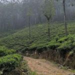 Dayagama: Pekoe Trail Stage 9 & 10 Guided Hike - In-Depth Review of the Dayagama Pekoe Trail Hike