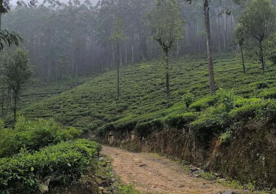 Dayagama: Pekoe Trail Stage 9 & 10 Guided Hike - In-Depth Review of the Dayagama Pekoe Trail Hike