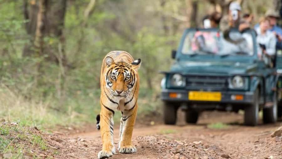 Delhi: 7 Days Golden Triangle with Tiger safari & Varanasi - Frequently Asked Questions (FAQs)