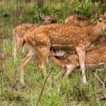 Delhi-Agra-Jaipur Golden Triangle Multiday trip with Safari - What to Expect: Comfort, Convenience, and Authentic Encounters