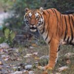 Delhi-Agra-Jaipur Golden Triangle Multiday trip with Safari - Who Will Love This Tour