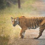 Delhi Agra Jaipur Golden Triangle Multiday trip with Safari - Who Is This Tour Best For?