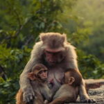 Delhi: Monkey Safari guided walking tour - Why This Tour Is a Great Value