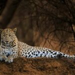 Delhi: Ranthambore National Park 3-Day Tour with Safari. - Itinerary Breakdown