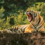 Delhi: Same Day Sariska National Park Tour with Tiger Safari - What We Loved About This Tour