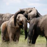 Delhi : Taj Mahal Sunrise Tour with Elephant SOS Center - Exploring the Taj Mahal at Sunrise: A Mesmerizing Experience