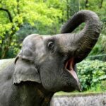 Delhi : Taj Mahal Sunrise Tour with Elephant SOS Center - Detailed Breakdown of the Itinerary